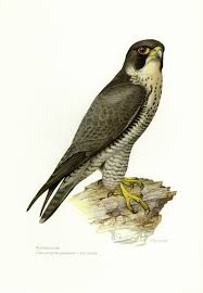 Art Birds Of Prey Logo Reserved For Eric Vintage Lithograph Of The Peregrine Falcon Peregrine Falcon Birds Of Prey Peregrine