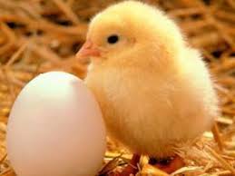 Mewarnai gambar anak ayam yang baru menetas, lucu loh. Gambar Kartun Anak Ayam Menetas Gratis Cikimm Com