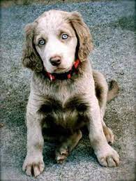 Longhaired Weimaraner Puppies For Sale Weimaraner Dogs Puppies Via Kaufmannspuppy Weimaraner Puppies Weimaraner Dogs Puppies