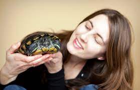 The albino variety can appear almost entirely yel. Red Eared Sliders As Pets Lovetoknow