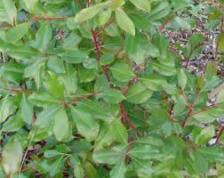 Image result for Catha edulis