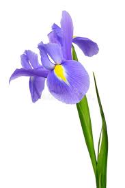 Image Result For Iris Flower Iris Flowers Iris Painting Purple Iris
