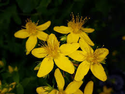 L'iperico è una pianta perenne sempreverde che viene chiamata in tantissimi modi. Hypericum Perforatum Iperico Quotazioni Erikacaldera It