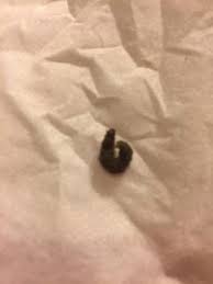 I live in an apartment. What Worm Is Wiggling Around On Bathroom Floor All About Worms