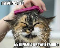Pin By Luciferbui On Top Cat Tricks You Can Teach Your Cat Cats Pets Cats Crazy Cats