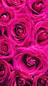 See more ideas about laptop wallpaper, laptop wallpaper desktop wallpapers, macbook wallpaper. Pink Rose Iphone Wallpapers Wallpaper Cave