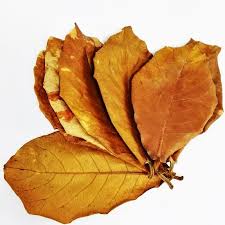 Thai Premium Indian Almond Leaf Terminalia Catappa Leaves Betta Discus Shrimp Ailada