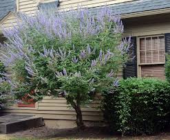 Image result for Vitex thyrsiflora