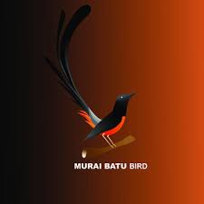Optimax, vitamin burung, vitamin lovebird, murai batu medan, lovebird. Murai Stock Photos And Royalty Free Images Vectors And Illustrations Adobe Stock