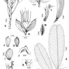 Image result for Englerodendron mengei