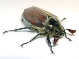 Meikever pop zijkant (melolontha melolontha).jpg 377 × 555; Eerste Meikevers Weer Gesignaleerd