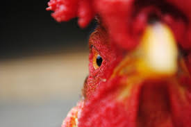 Dust green beans with garden lime to repel japanese beetles. 7 Ways To Keep Chickens Out Of Your Garden