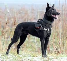 The belgian malinois is one of four varieties of belgian sheepdog: Malinois Simard K9 Belgian Malinois Dog Malinois Dog Malinois Puppies