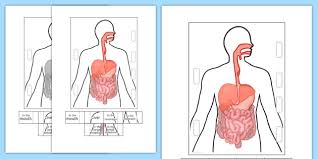 Explain how engineers work to resolve the food travels through the digestive system by entering your mouth and is then broken down by kids have 20 teeth, but by the time they are fully grown, they should have 32 teeth (some people do have less!). Digestive System Interactive Visual Aid Teacher Made