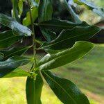 Image result for Warburgia ugandensis