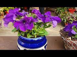 Petunia Care Best Fertilizer To Get Maximum Flowers In Winters For A Long Duration Youtube Petunia Care Winter Flowers Planting Flowers