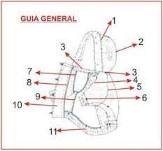 Mis Gatitos Ropa Para Gatos Y Perros Ropa Para Perros Patron De Ropa Para Perros Ropa Para Perros Chihuahua