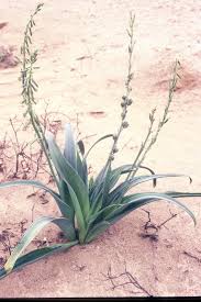 Image result for Dipcadi platyphyllum