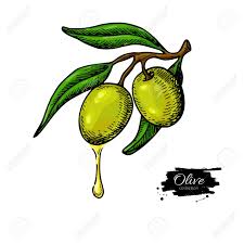 An Olive Branch With A Drop Of Olive Oil Vector Illustration Ad Drop Branch Olive Illustration Vecto Vector Illustration Illustration Olive Branch