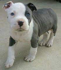 Home trained puppies · potty trained puppies · have shots & vaccines Image Discovered By Lane Find Images And Videos About Love Cute And Adorable On We Heart It The App White Pitbull Puppies Cute Baby Animals Pitbull Puppies