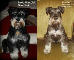 Black And Silver Miniature Schnauzer Pepper Which Is Genetically Not Possible Two Recessive Genes Cannot Produce A Non Recessive In 2020 Miniature Schnauzer Black Black Mini Schnauzer Miniature Schnauzer