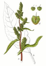 Image result for Rumex lanceolatus
