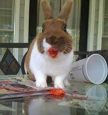 meyve yiyisleriyle bir anda korku filmine donusmus 14 katil hayvan rabbit eating cute baby bunnies cute animals