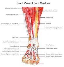 The ankle includes three joints: Pin On To Know