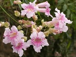 Image result for Podranea