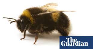 Thank you for using bee kind. How The Humblebee Became The Bumblebee Insects The Guardian