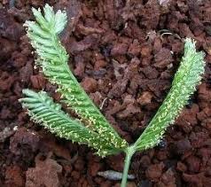 Image result for Tristachya