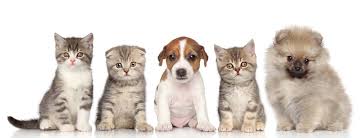There are 31 new eggs for you to hatch! Pet Web Link At Home Animal Clinic