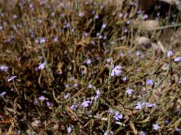 Image result for Elytraria