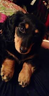 Black And Tan Long Haired Dachshund For Sale Black And Tan Long Haired Dachshund Dogs Puppy Long Haired Dachshund Dachshund Breed Dachshund Puppies