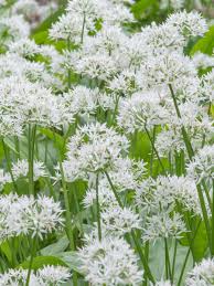 Image result for Allium ursinum