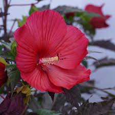 Image result for Hibiscus mechowii