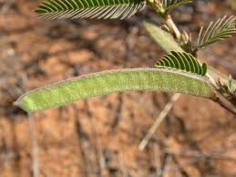 Image result for Chamaecrista biensis