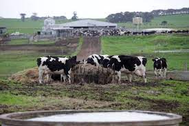 The holstein milk company sdn. Global Islamic Economy Summit On Twitter Holstein Milk Company Sdn Bhd 30 Owned By Khazanahnasional Bhd Invests Rm85 Million To Buy Dairy Farms And Mills In Melbourne Australia Salaaminsights Https T Co 9qdlnb2v79 Https T Co Sxxqsz4sol