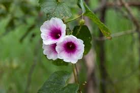 Image result for Ipomoea albivenia