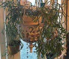 Cume cresce un cactus dancing bones. Dancing Bones Cactus