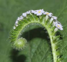 Image result for Heliotropium indicum