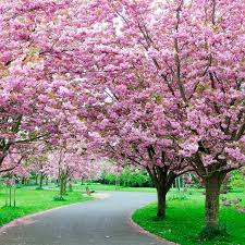 Cherry blossom trees are pink flowering trees that bloom in early spring. Cherry Blossom Buy Tree