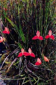 Image result for Disa woodii