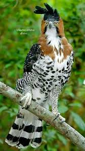 Birds Of Prey In Georgia Pin By Georgia Winston On Awesome Birds I Pet Birds Beautiful Birds Pretty Birds