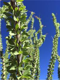 Image result for Xerophyta suaveolens