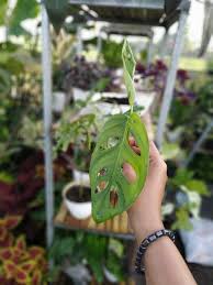Janda Bolong Aka Monstera Bolong Ini Numpang Lewat Lagi Yaa Minat Cuss Bisa Pilih Dalam Pot Plastik Hitam Dalam Pot T Tanaman Indoor Pot Plastik Tanaman