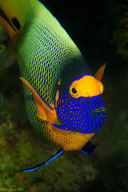 Who Beautiful Sea Creatures Sea Animals Sea Fish
