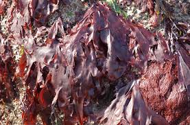 Image result for Merremia palmata