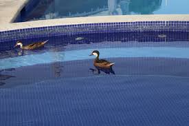 We did not find results for: 10 Effective Ways To Keep Ducks Out Of Your Pool My Backyard Life