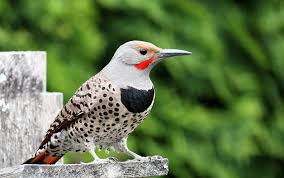 Spotted Bird With Red Patch On Back Of Head How To Attract Flickers To Your Yard Northern Flicker Backyard Birds Flicker